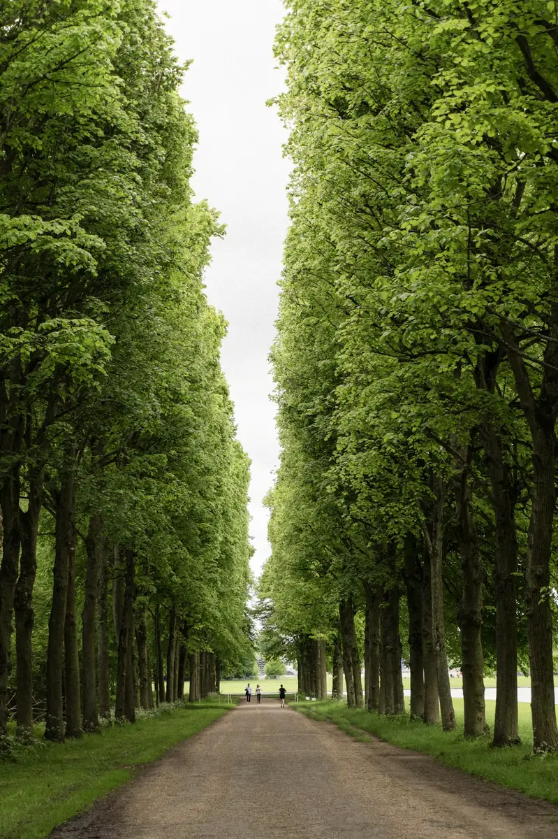 Tree-lined allée in the gardens of Versailles